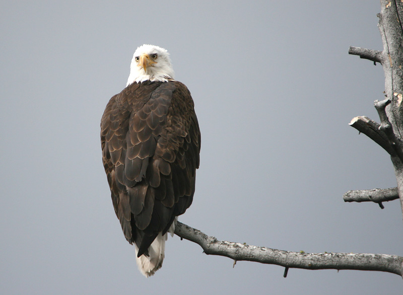 Bald Eagle