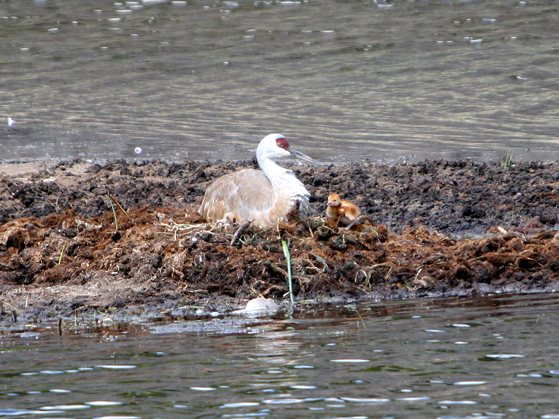 Sandhill Crane with chick