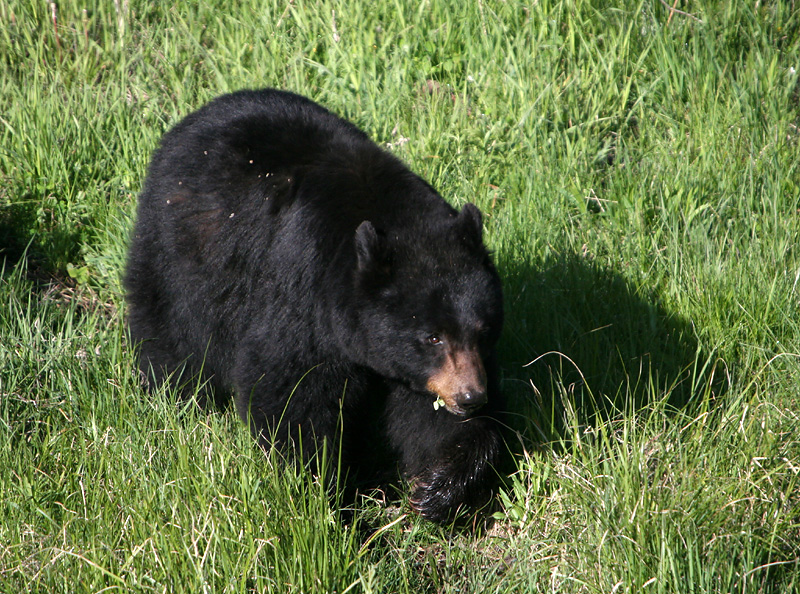Black Bear