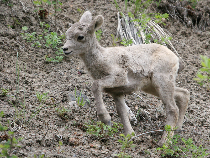 Bighorn lam