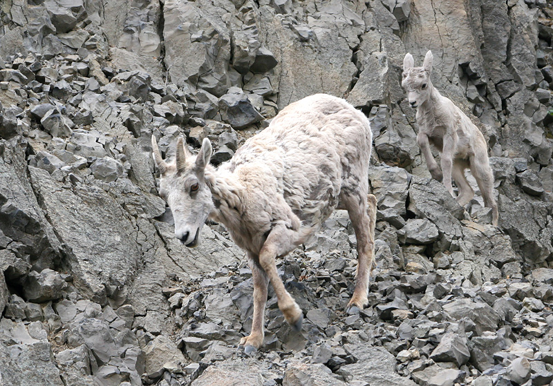 Bighorn ewe and lam