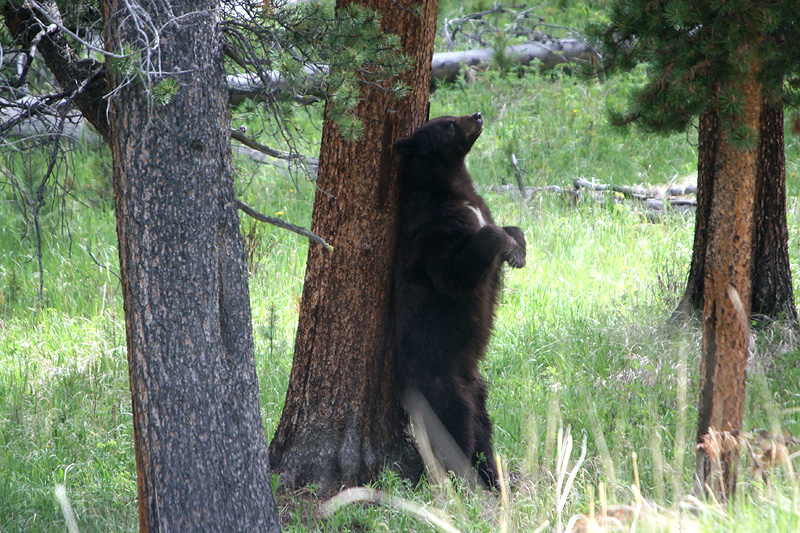 Scratching