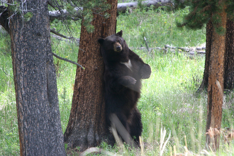 Black Bear