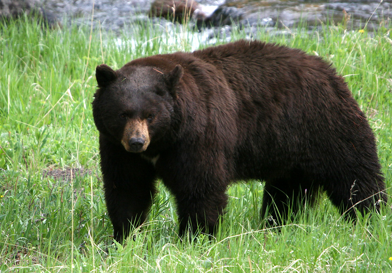 Black bear