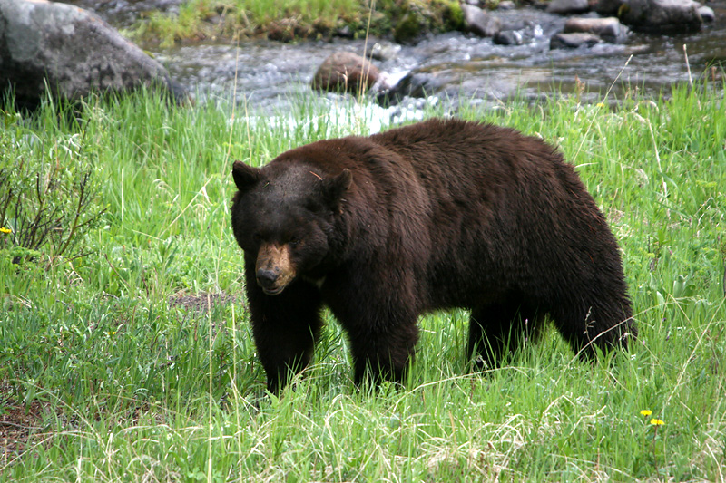 Black Bear
