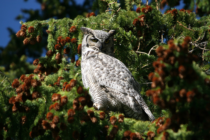Great Horned Owl