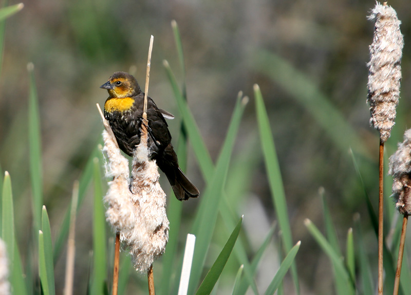Yellow-headed blackbird