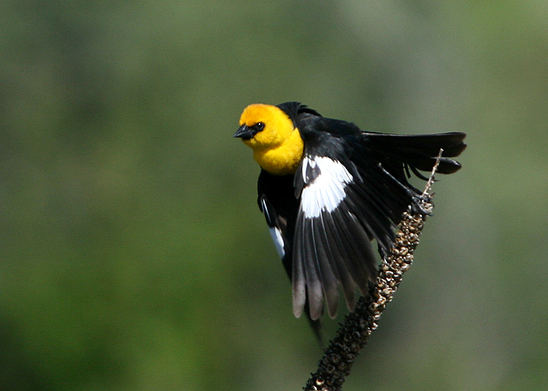 Yellow-headed blackbird