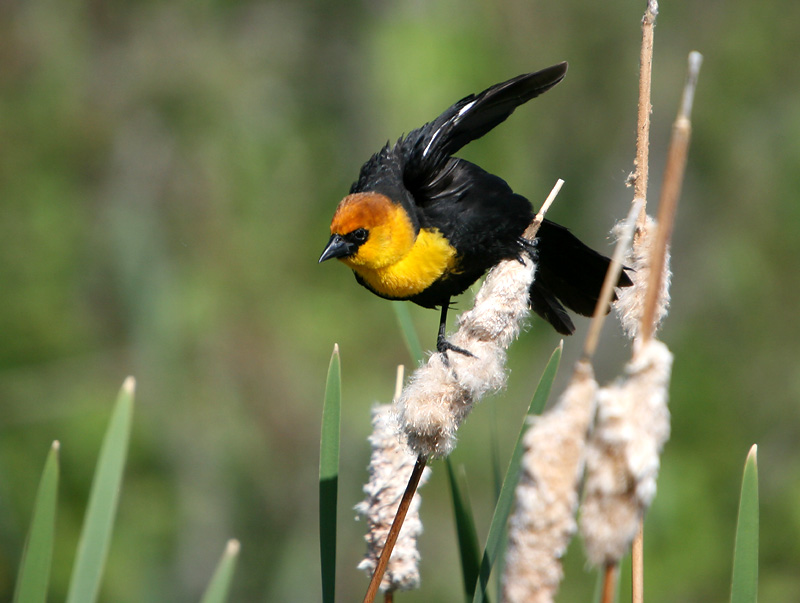 Yellow-headed blackbird
