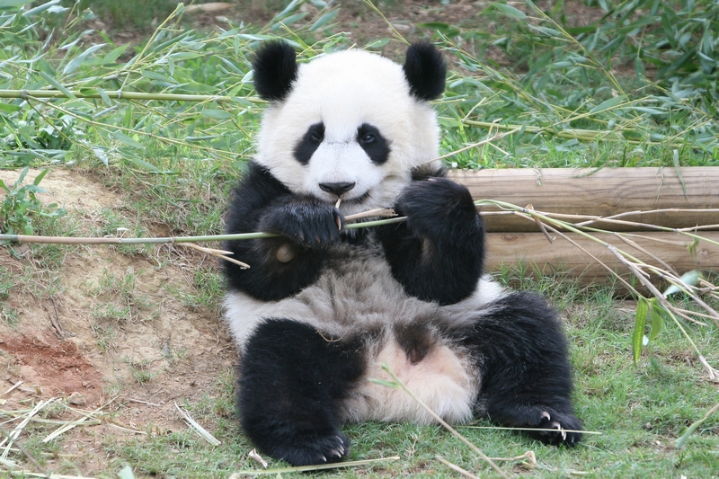 Mei Lan