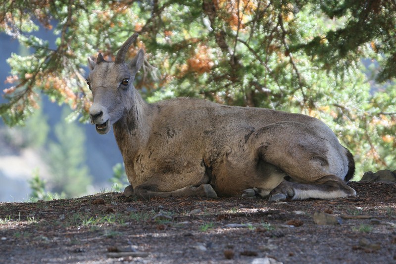 Bighorn