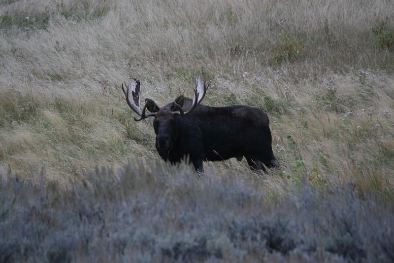 Bull moose