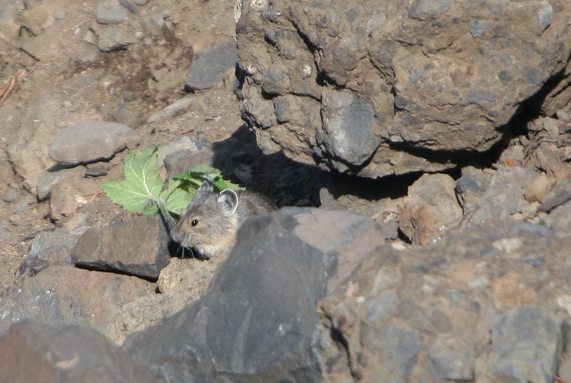 Pika