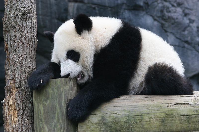 Mei Lan