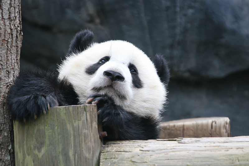 Mei Lan