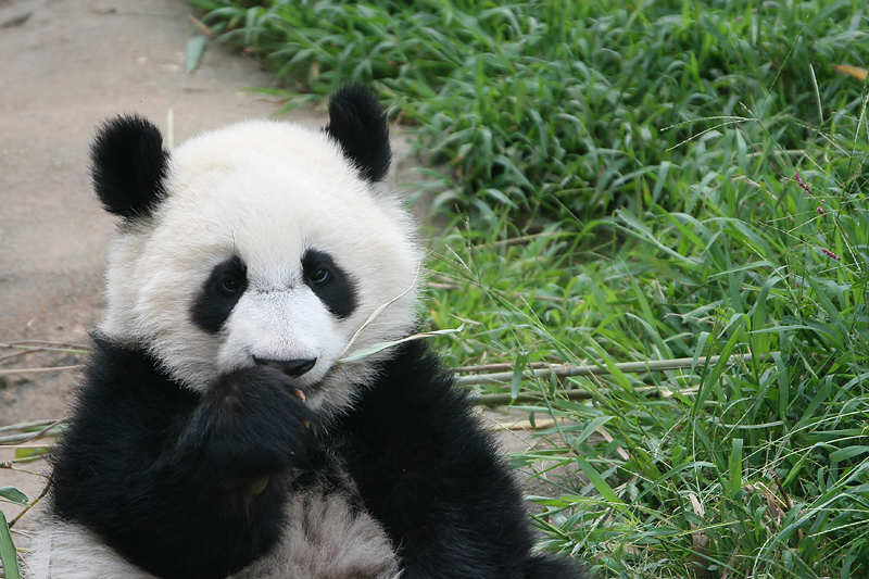 Chewing on bamboo