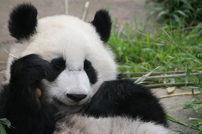 Mei Lan