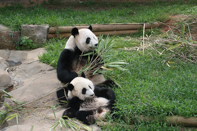 Lun Lun and Mei Lan