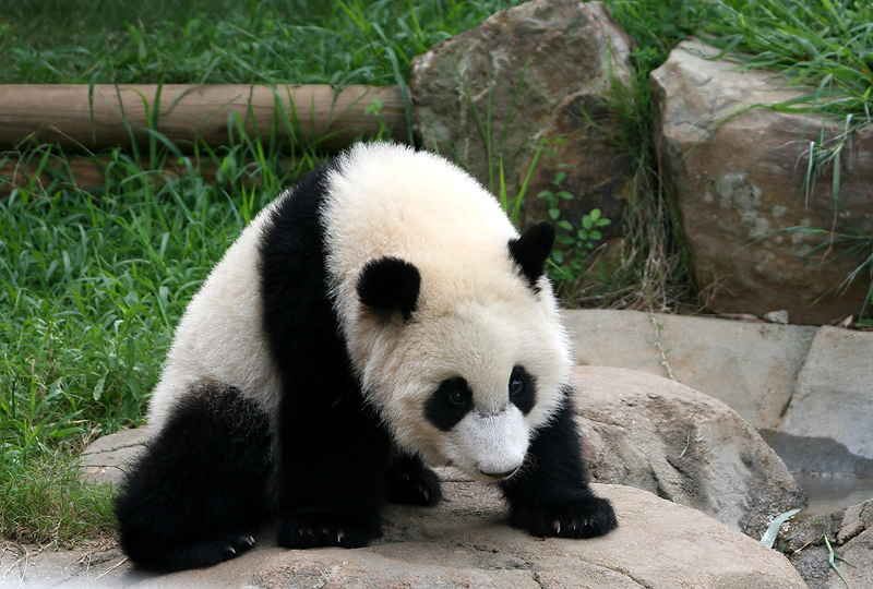 Mei Lan