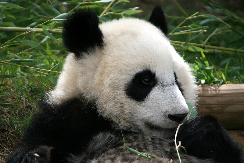 Mei Lan