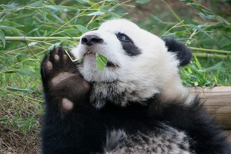 Mei Lan