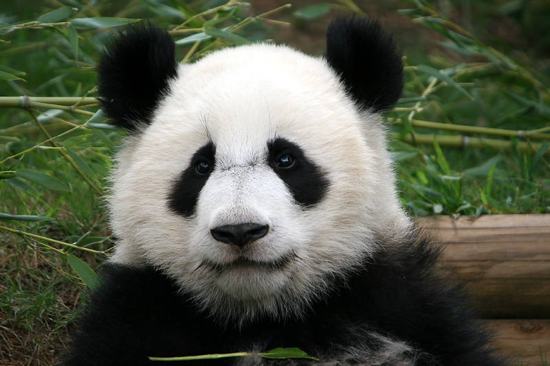 Mei Lan