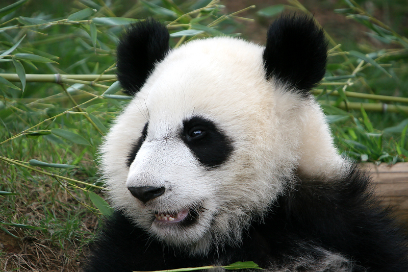 Mei Lan