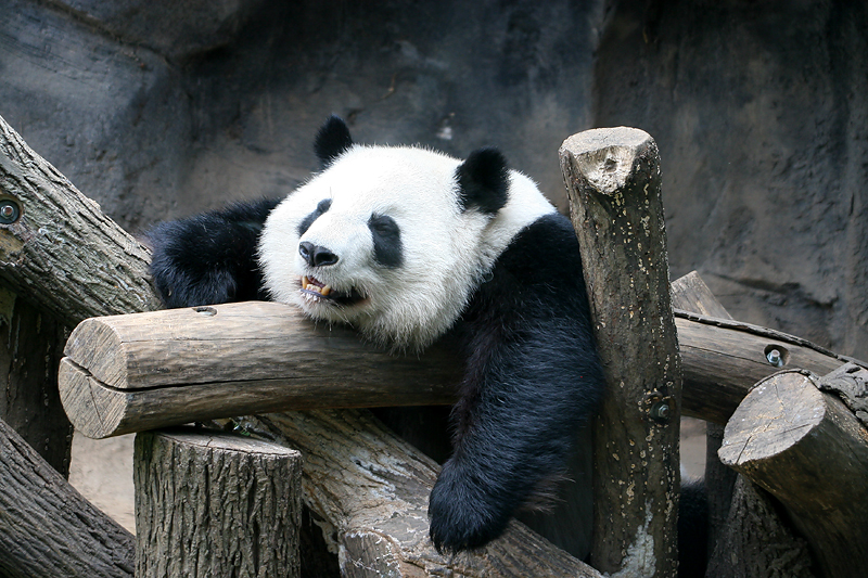 Lun lun