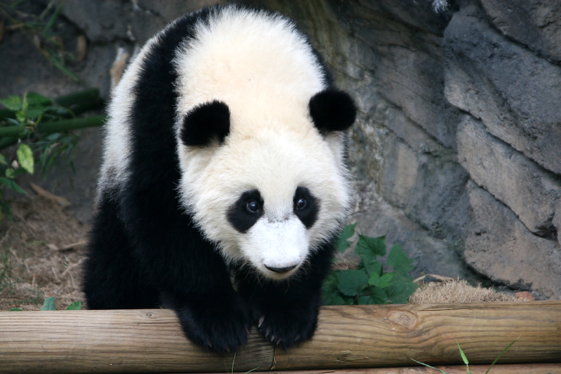 Mei Lan