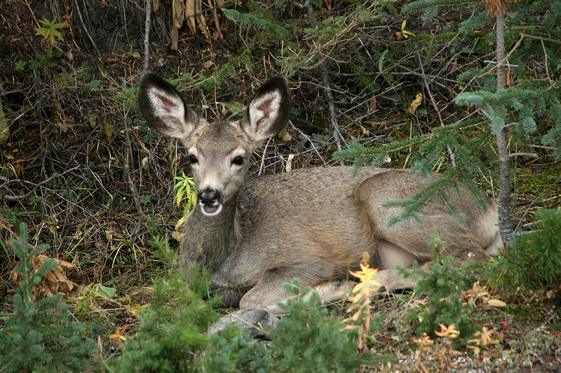Deer