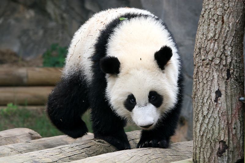 Mei Lan