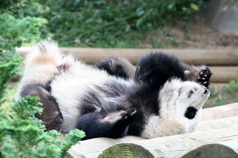 Mei Lan