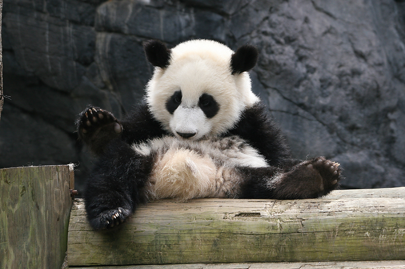 Mei Lan