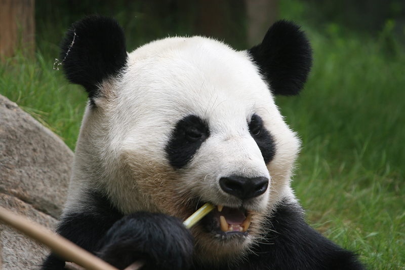 Yang Yang