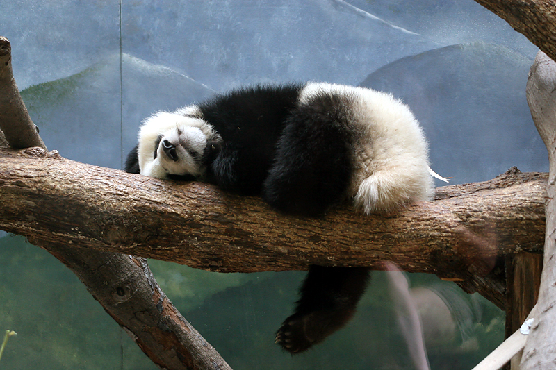 Sleeping beauty