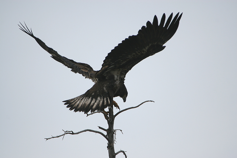 Immature Eagle