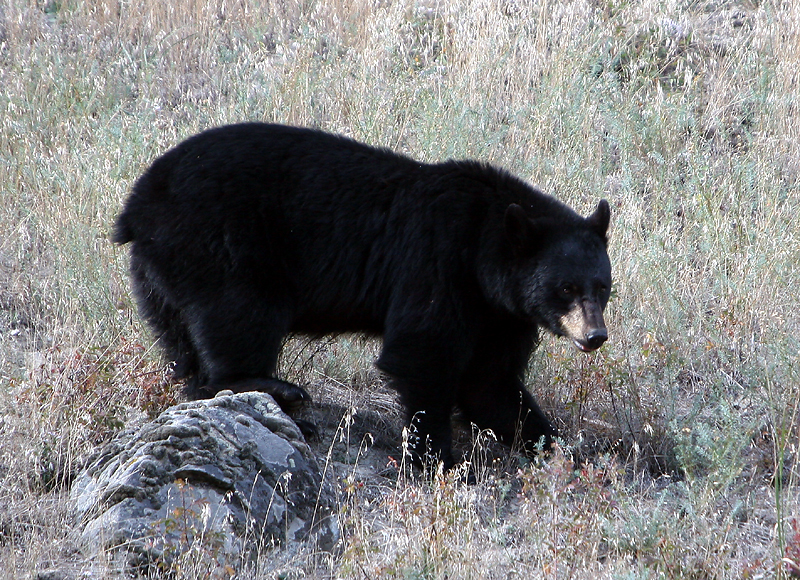 Black bear