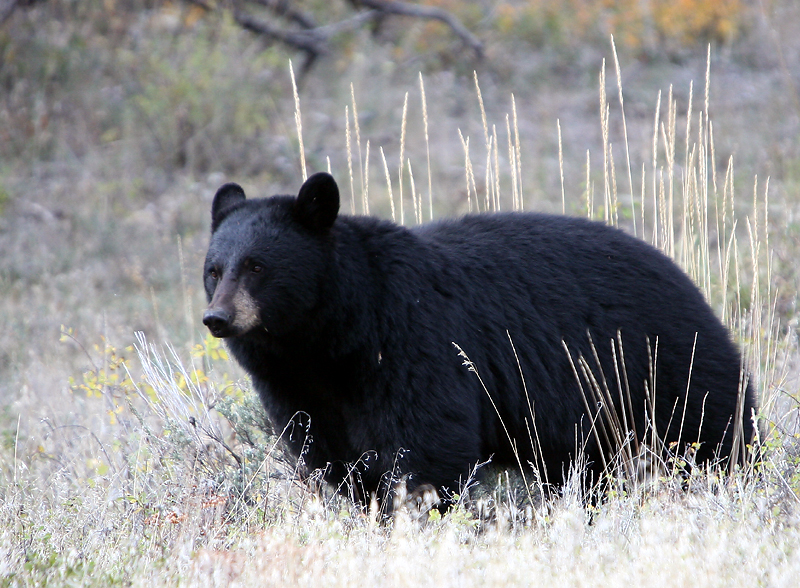 Black bear