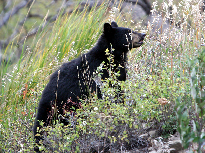 Black bear cub