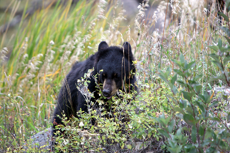Black bear cub