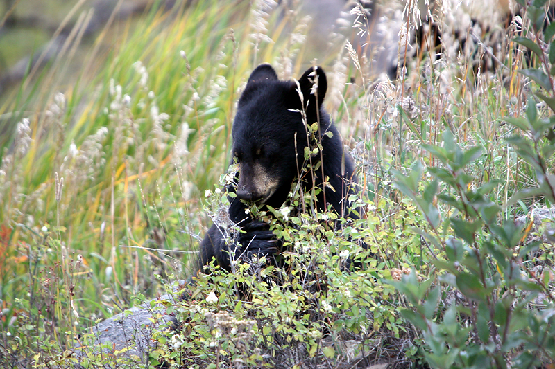Black bear cub