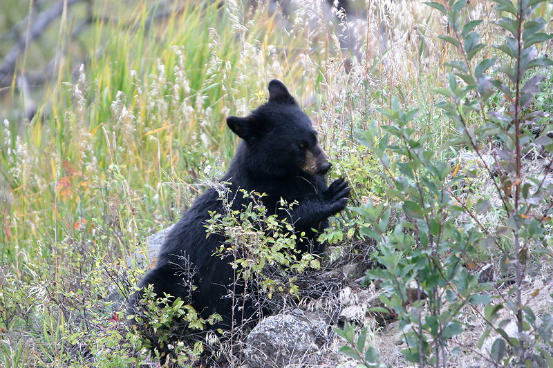 Black bear cub