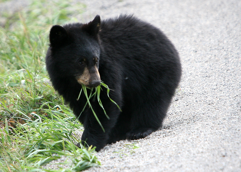Black bear cub