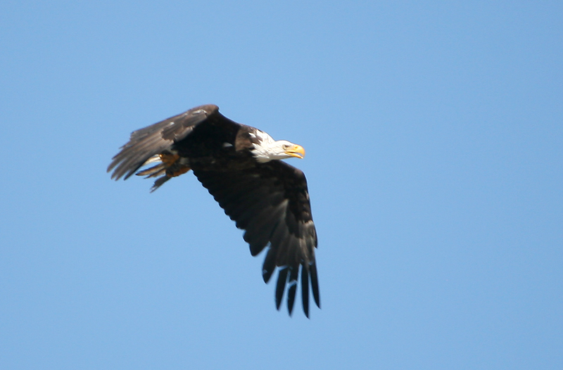 Bald Eagle