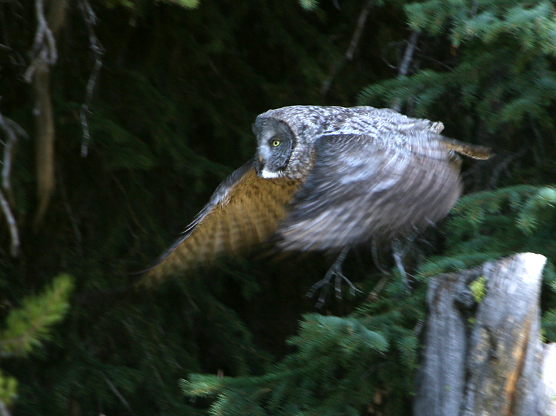 Great Gray Owl