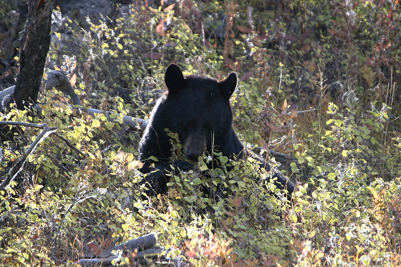 Black bear