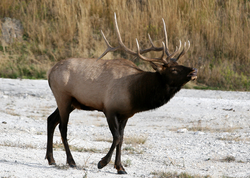 Bugling elk