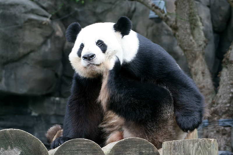 Yang Yang having an itch