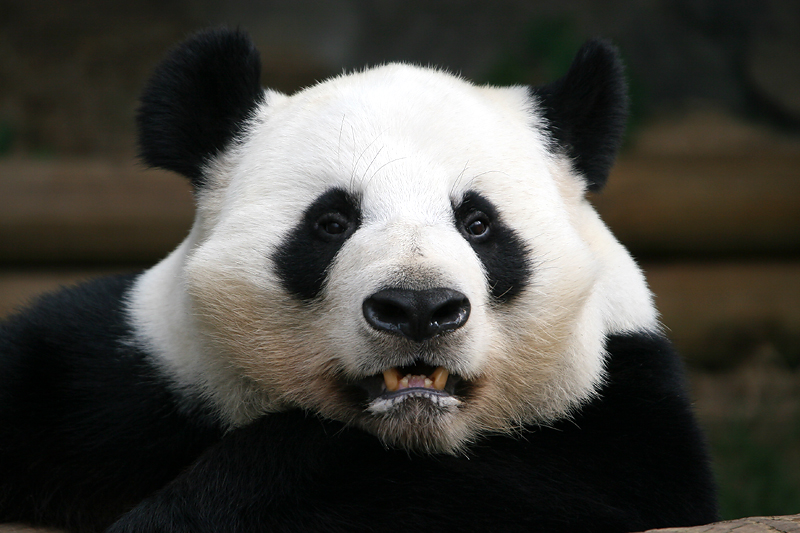 Fluffy cheeks