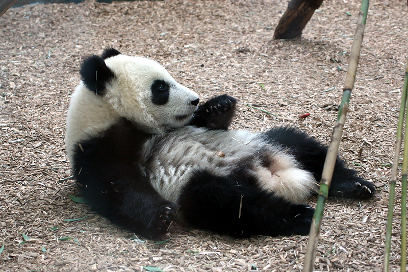 Mei Lan
